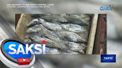400 kilo ng nabubulok na bangus, nakumpiska sa Dagupan City | Saksi