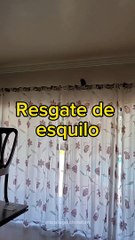 Esquilo serelepe entra em casa e dribla biólogo durante resgate em SC