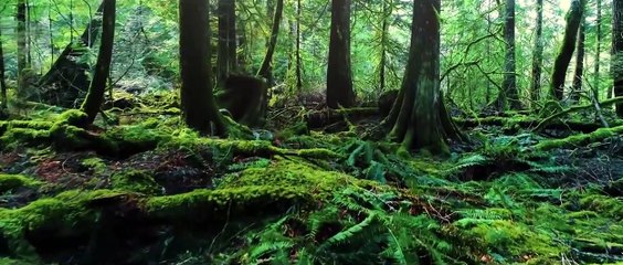 O Canada - National Anthem of Canada - Tribute to Nature
