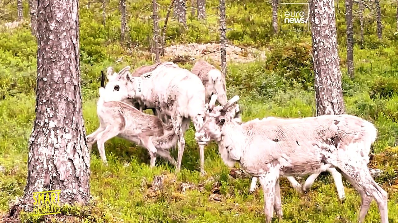 Vers une meilleure représentation du peuple Sami à l'échelon européen