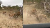 Güney Afrika'da sırtlan sürüsünün aslana saldırdığını gören anne ile kızı o anları kayıt altına aldı