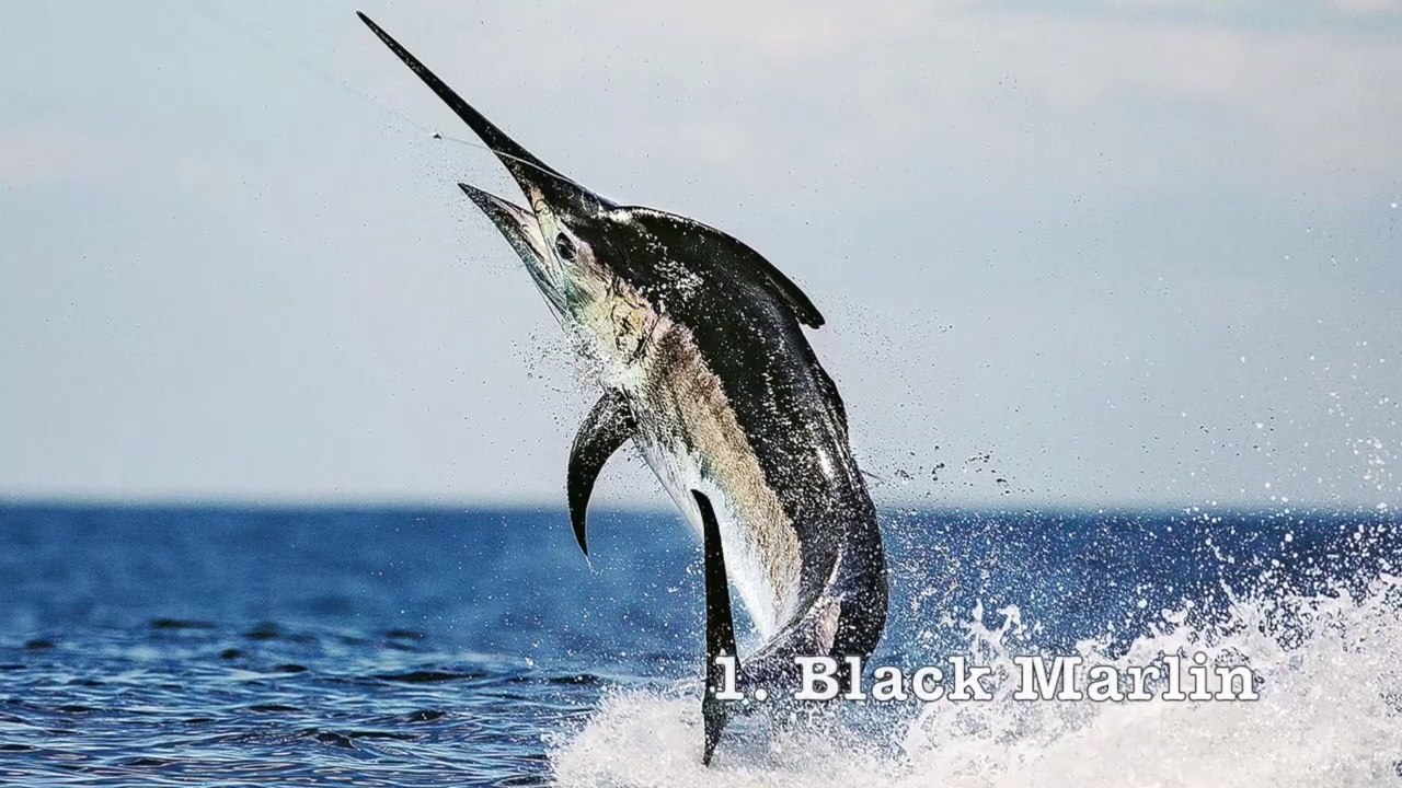 Top 10 Fastest Fish in the World | 2023 Edition