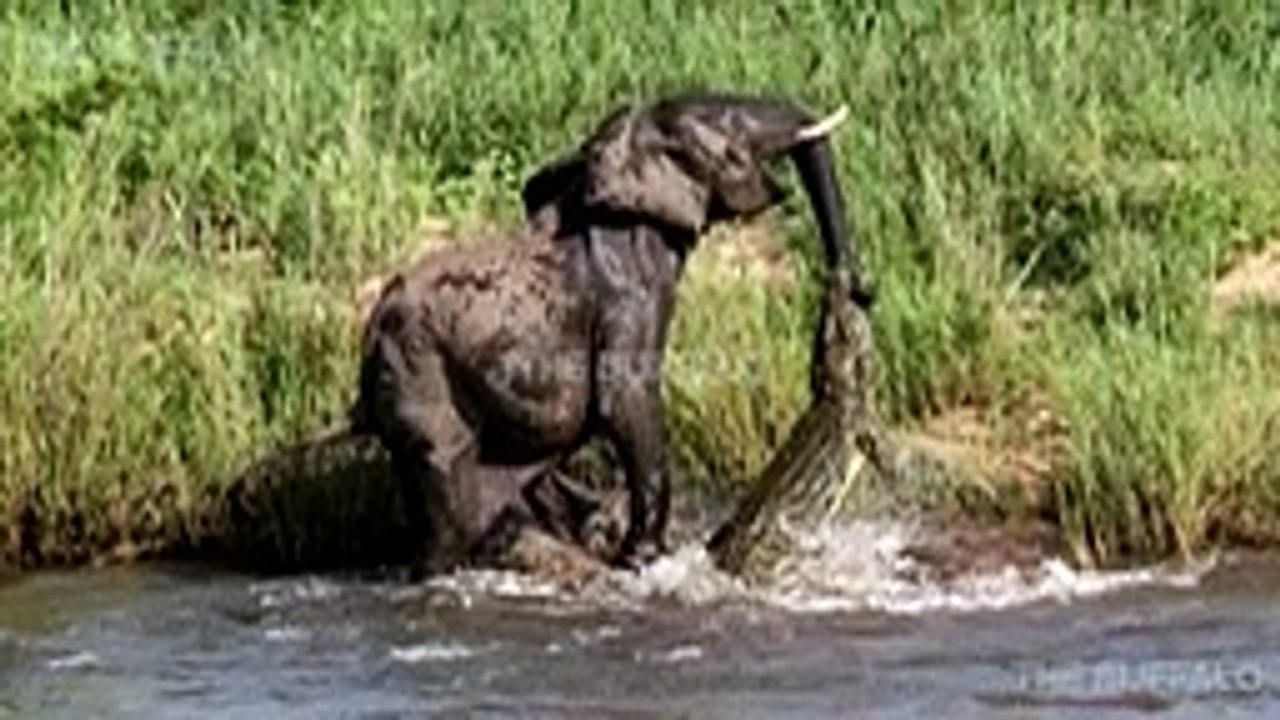50 CRAZIEST ANIMAL FIGHTS CAUGHT ON CAMERA