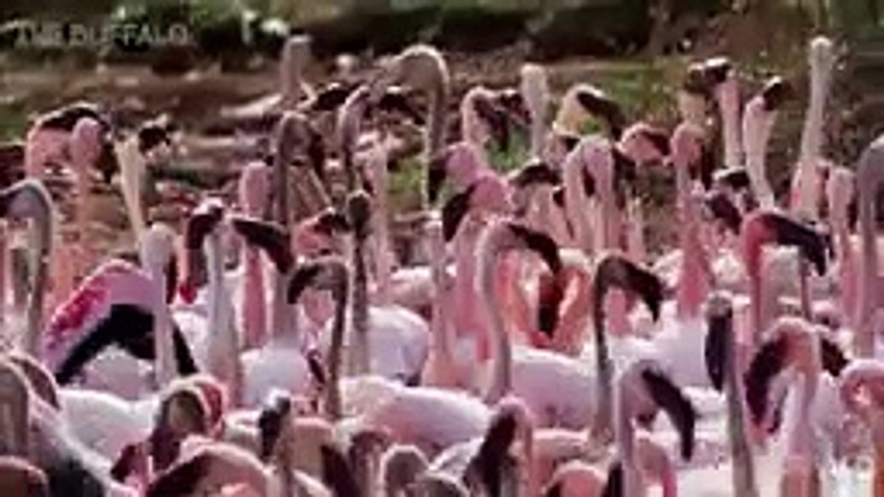 10 CRAZIEST ANIMAL FIGHTS CAUGHT ON CAMERA (5)