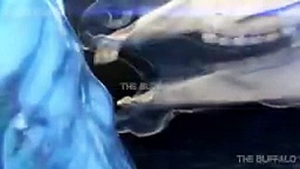 10 CRAZIEST ANIMAL FIGHTS CAUGHT ON CAMERA. Baboon versus flamingo, Horse versus crocodile