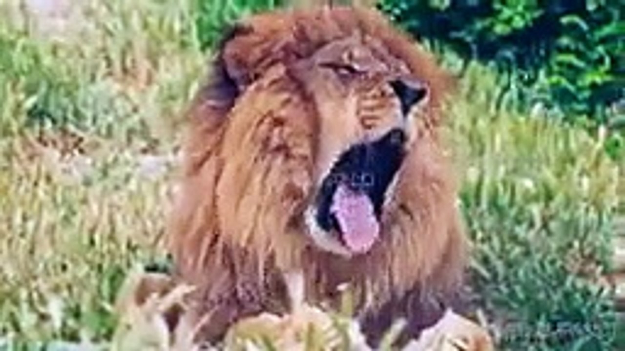 10 CRAZIEST ANIMAL FIGHTS CAUGHT ON CAMERA (7)