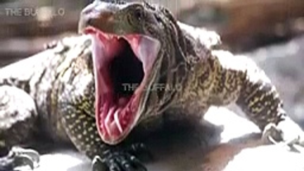 10 CRAZIEST ANIMAL FIGHTS CAUGHT ON CAMERA. Bear versus deer, Crocodile versus zebra