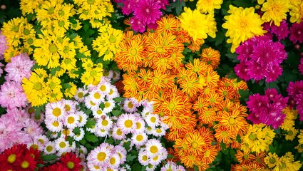 How Long Do Mums Bloom, and When Is the Best Time to Plant Them?