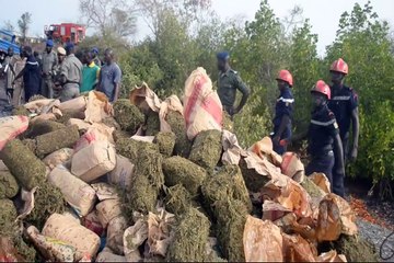 Du chanvre indien incinérés