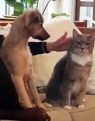 how a dog petting a cat lovely