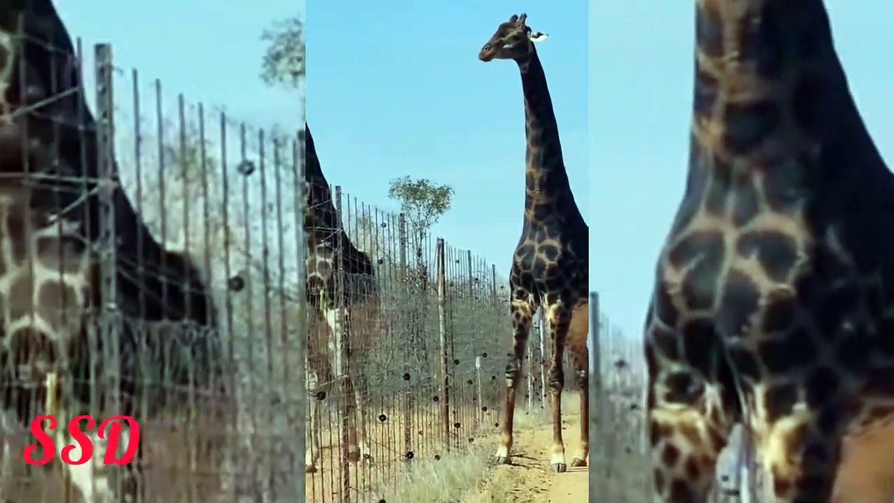 Me is called Giraffe