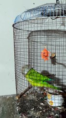 Parrot Places Bucket On Head