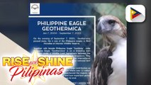Philippine Eagle na dinala sa wildlife reserve sa Singapore, pumanaw na
