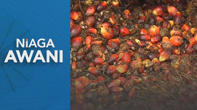 Stok minyak sawit Malaysia naik 22.54 peratus pada Ogos