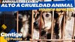 Exigen Animalistas a Gobierno de Puebla ALTO a la crueldad animal.