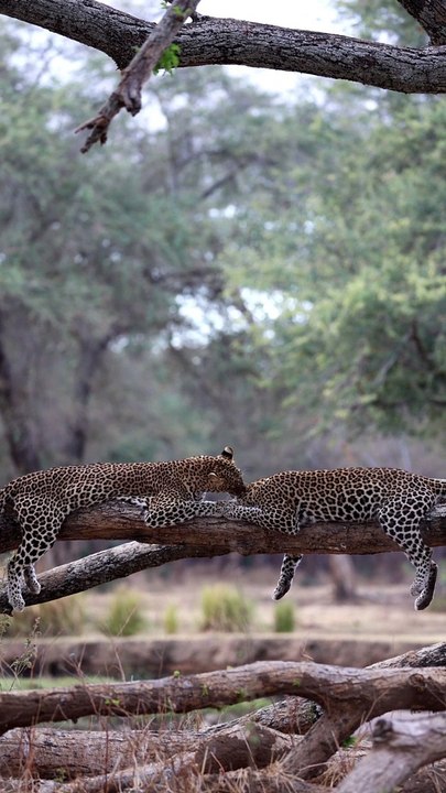 Two Leopards Getting Passionate