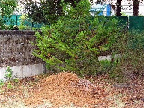 Jardins - Musique : Reel à Raymond (traditionnel québécois) - Eric : guitares, mandolines.