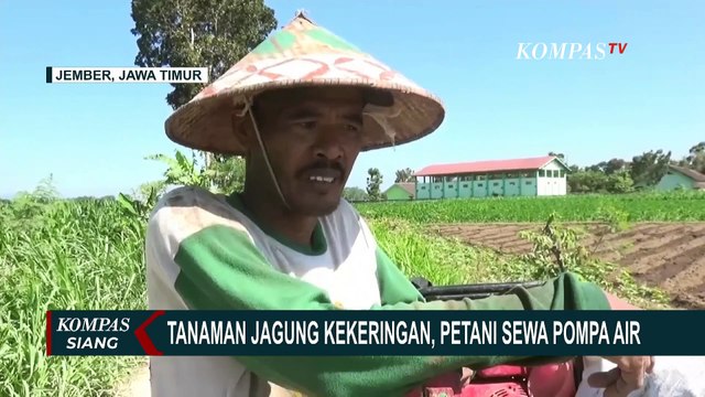 Tanaman Jagung Kekeringan, Petani di Jember Rogoh Kocek Dalam Demi Biaya Perawatan