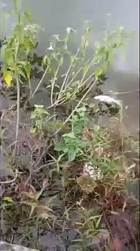 सिलीसेढ़ झील में मर रही मछलियां, देखे वीडियो