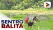 Panukalang Anti-Agricultural Economic Sabotage Act na magpapalakas sa batas vs. agri-smuggling, iniakyat na sa plenaryo ng Senado