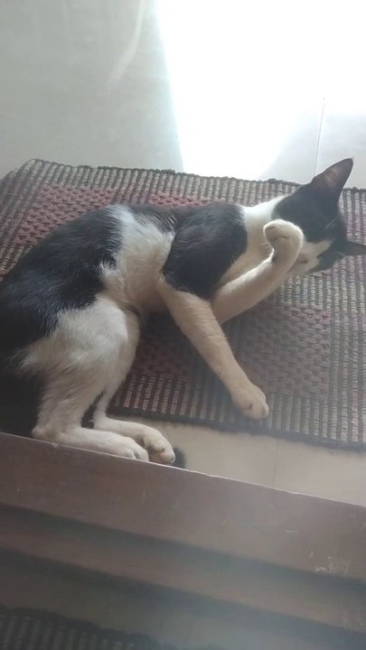 Cat Cute Style Video