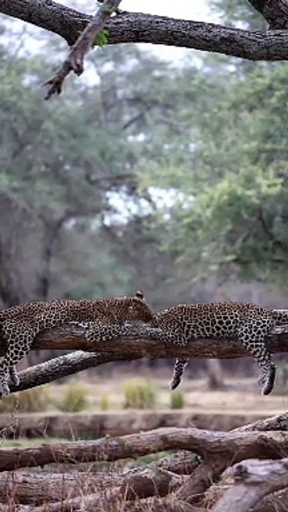 Two Leopards Getting Passionate
