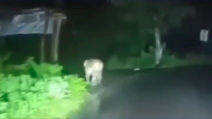 एक बार फिर दिखाई दिया सड़क पर टाइगर,मेंडोरा के पास रविवार रात को रोड पर दिखा बाघ