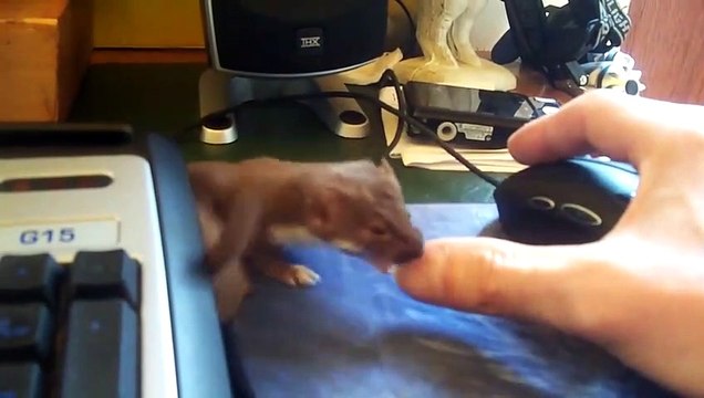 Ce furet empêche son maitre de télétravailler