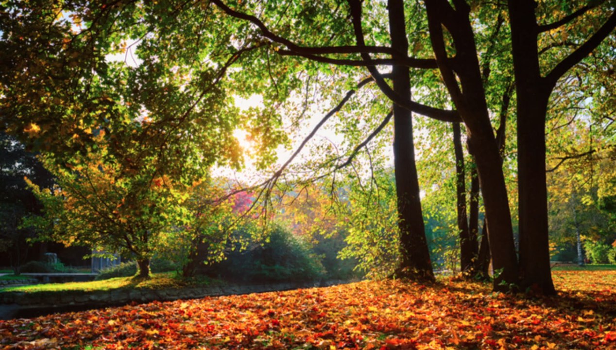 In diesen teilen deutschlands wird es herbstlich!