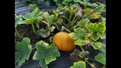 Farmer Copley's Pumpkin Festival: Pumpkin Patch