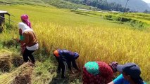 Agricultural in Nepal cutting Rice plants