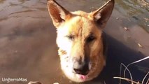 Los Perros te Ayudan a Cruzan el Río Cuando Mueres