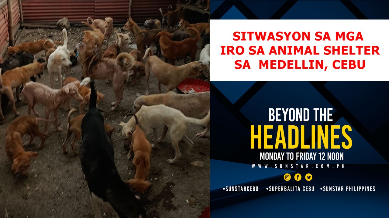 Sitwasyon sa mga iro sa Animal shelter sa Medellin, Cebu