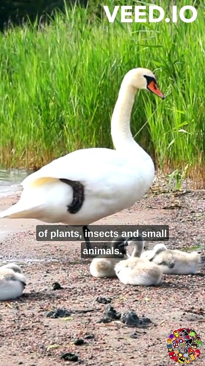 Goose Takes on Cat in Epic Battle #duck #cat #animalfight #epicbattle #funnyanimals