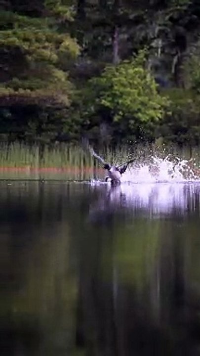 Loon Aborts Take Off