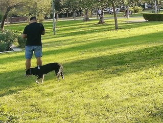 Denuncian perros sueltos en La Ranilla