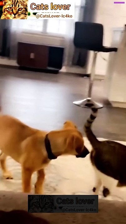 funny cat's video 2023