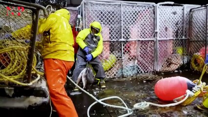 Great pay but few willing to do it - Catching the Alaskan King Crab