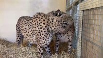 Five Sisters Zoo's cheetah Ashanti recovers from amputation surgery