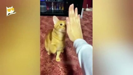 Funniest Animals 2023 - Funniest Cats and Dogs