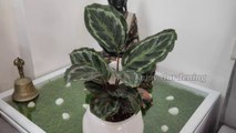 बिना धूप कम रोशनी में चलने वाला खूबसूरत पौधा,Calathea Roseopicta plant care tips | केलेथिया प्लांट की खास देखभाल‌ | how to grow calathea plant |