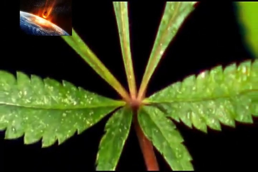 Marijuana Market /  Η Αγορά Της Μαριχουάνας