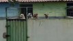 Sem dinheiro e com dívidas, abrigo de proteção a animais de rua em Sousa faz apelo por ajuda