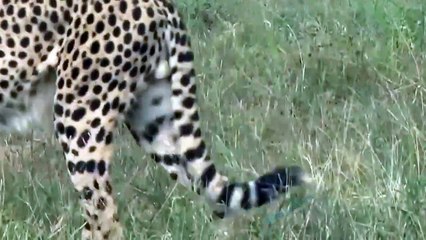 Pitiful Scene! Crocodile Of Death Rushed To Tear Mother Cheetah While Taking Her Cub Across River