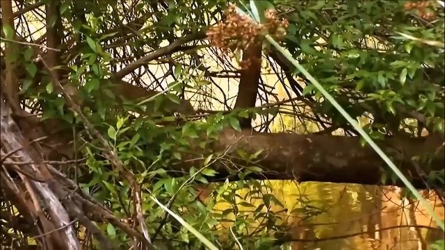 Snake Epic Battles! Cobra Spits Venom To Kill Mongoose While Being Dissected - Snake Vs Monkey...