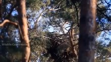 Horror War Between 2 Mothers! Giant Eagle Rushes To Attack Mother Leopard To Avenge Her Baby
