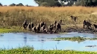 Scary Moments When Crocodiles Suddenly Rushed To Grab The Heads Of Notorious African Predators