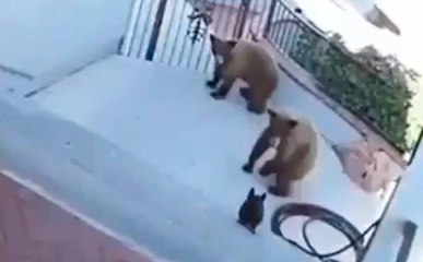 Uskomaton video: Ranskalainen bulldoggi pelastaa itsensä kahdelta karhulta! 🐶