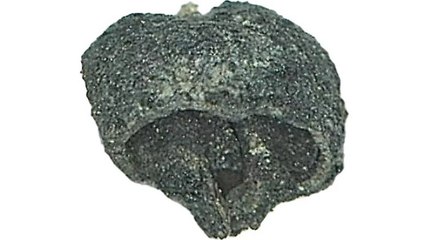 Aşağıseyit Höyüğü'nde Genç Tunç Çağı'na ait üzüm çekirdeği bulundu