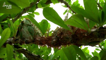 Invasive Fire Ants Spotted in Europe for the First Time